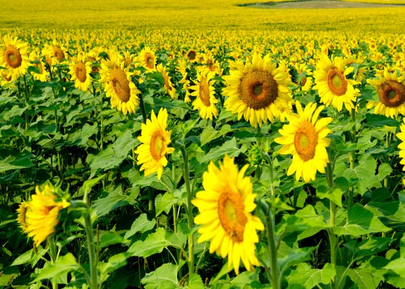 Sunflowers.