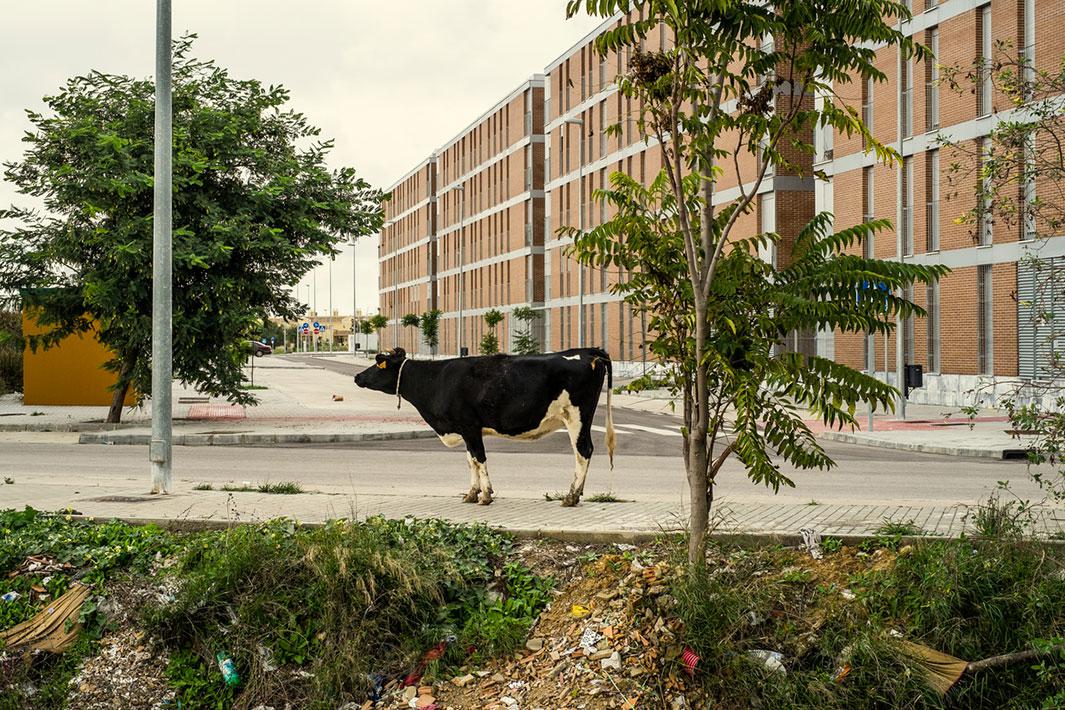 JEREZ, SPAIN - OCTOBER 27, 2012: a cow stands on a walkside of a newly built dormitory suburb in the outskirts of Jerez, a city that illustrates everything that went wrong in Spain: rapid growth based on seemingly limitless borrowing, which produced a glut of houses and office space that nobody wants, right where the city abruptly ends. This mid-sized city of 212,000 people owes one billion euros. Unemployment in Jerez is around 34 percent.