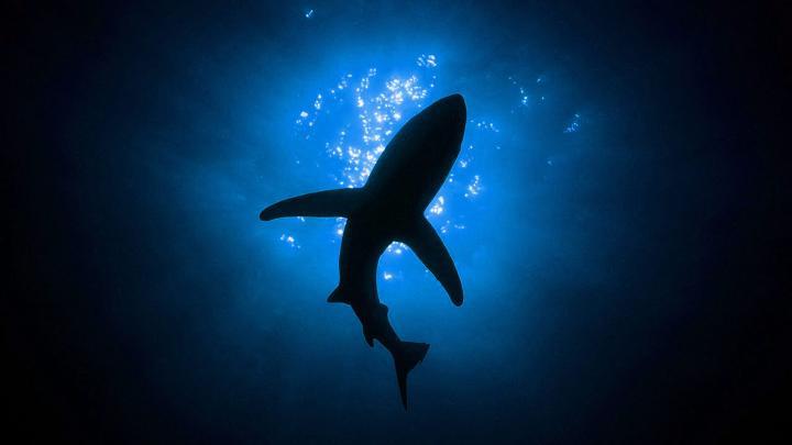 sharks view in 3d camera