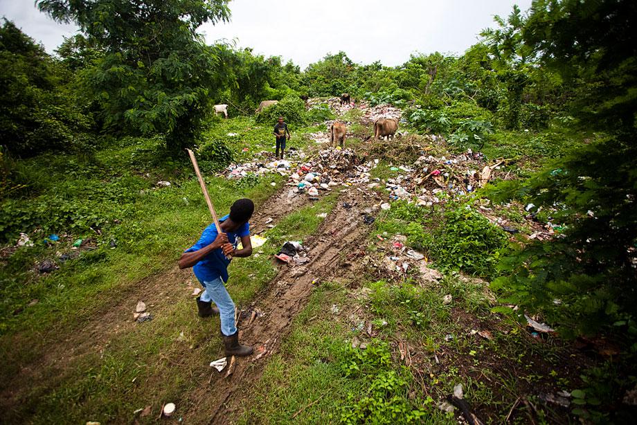 SAN PEDRO de MACORIS, DOMINICAN REPUBLIC. Two teenagers opt out of watching the cattle and instead practice their swings. The cows graze on the town trash while one young man swings a board at a flying bottle cap.