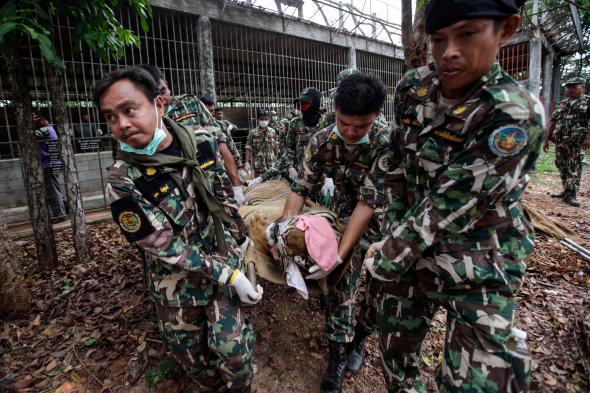 Buddhist Tiger temple where 40 frozen cubs found set to open new venue -  ABC News