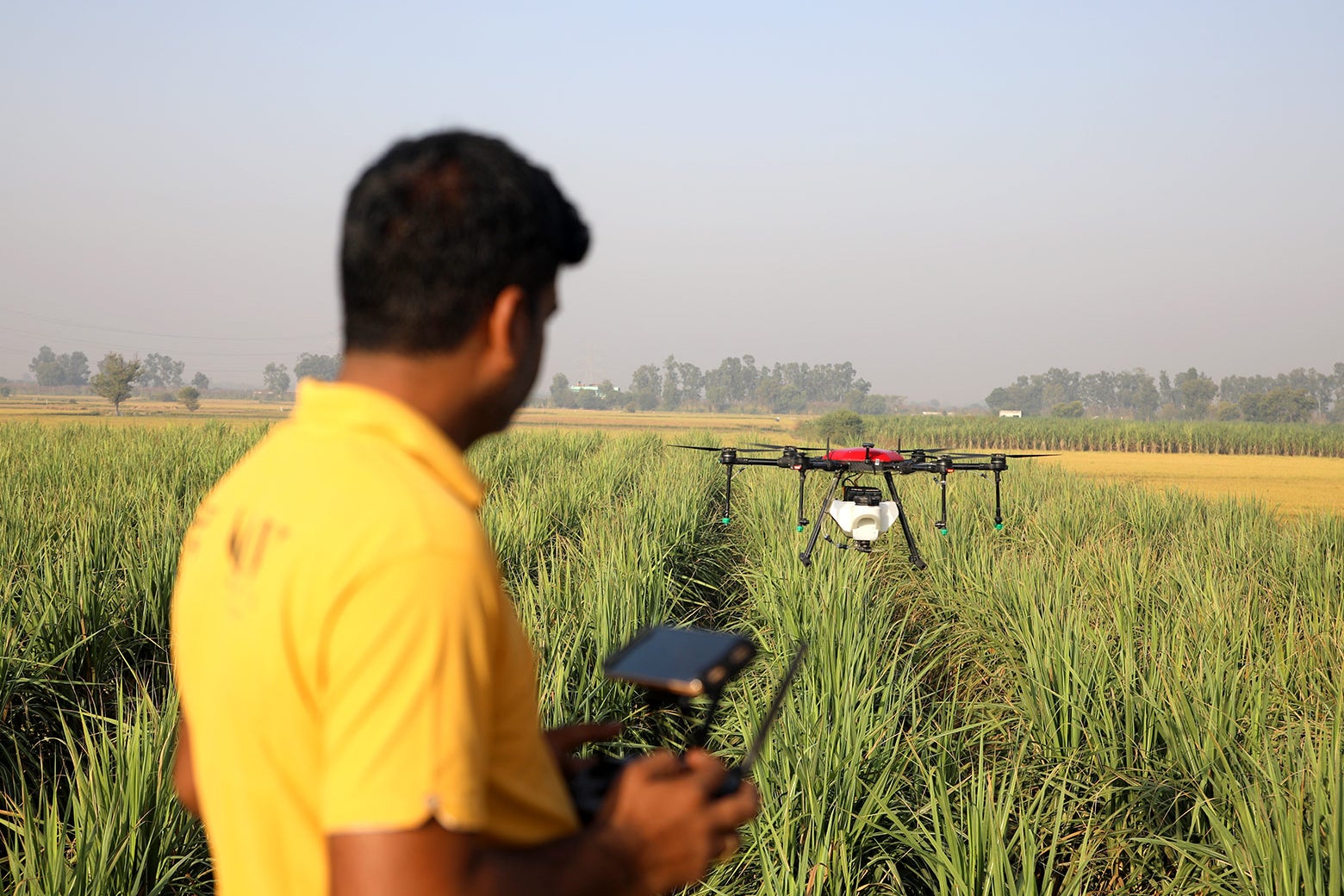 Naresh Singh Dayal, a drone operator, sprays a sugarcane field. 