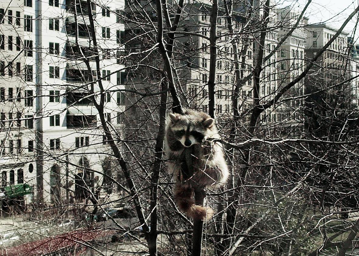 A racoon holds on to a tree high above McPherson Square 22 February 2000 in Washington, DC. 
