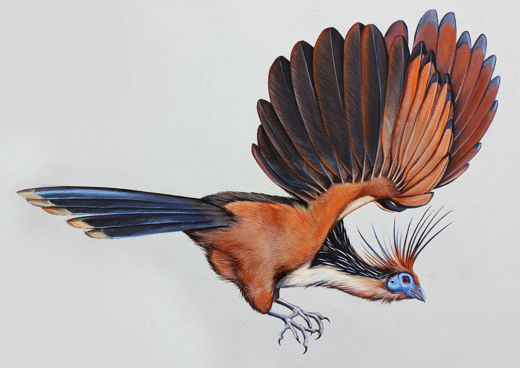 31_Hoatzin