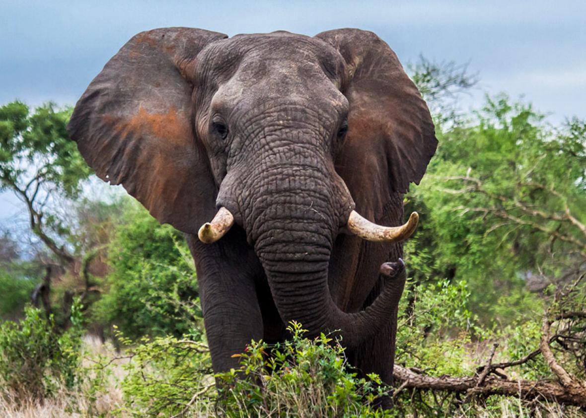 Lifting the ban on elephant trophies will probably help save elephants.