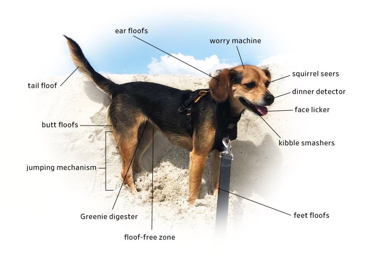 Unscienceananimal Reminds Us How Odd Nature Is