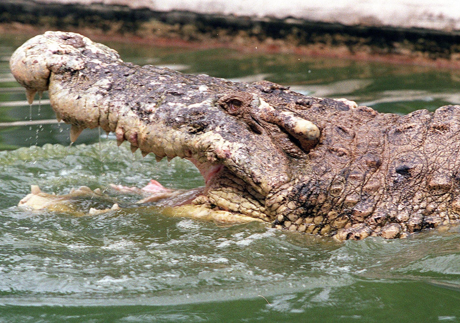 Reptiles threatened Extinction likely for many freshwater species