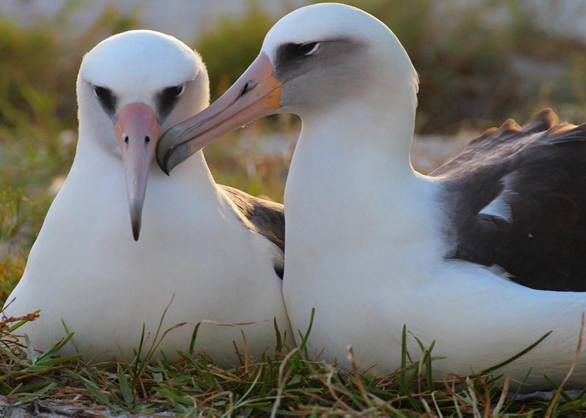 Oldest Wild Bird In The World, Wisdom Albatross, Lays An Egg At 64 (VIDEO).