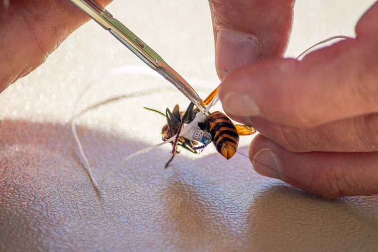 Hands attach a tracking harness to an Asian giant hornet