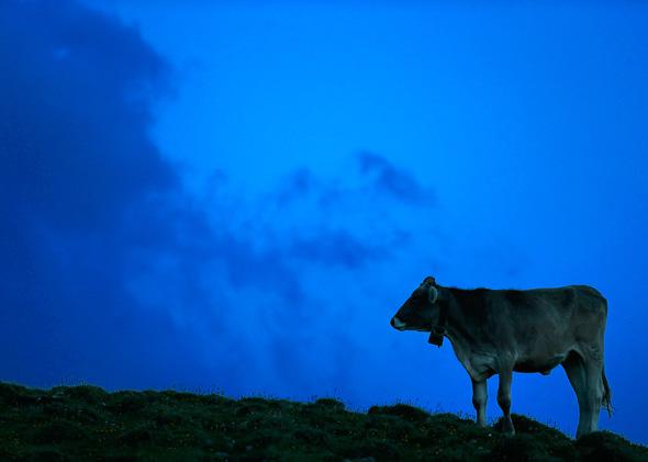 A cow is pictured in the late evening light on July 28, 2013 around Sesvenna Alpe near Malles Venosta/Mals, Italy. 