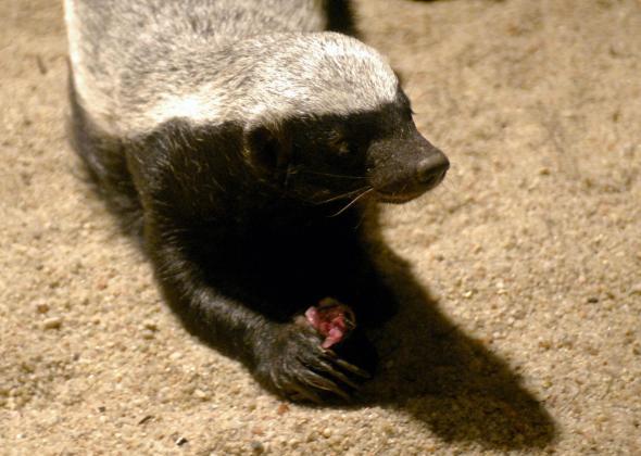 honey badger vs king cobra