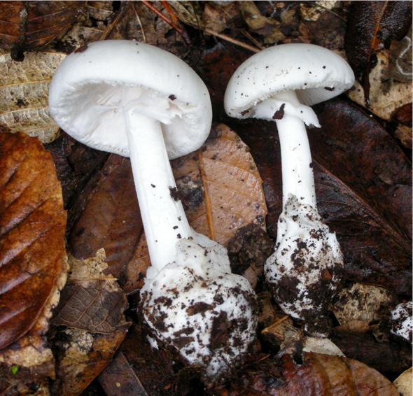Amanita phalloides var alba. This pure white variety of death cap resembles many edible species, especially when young.