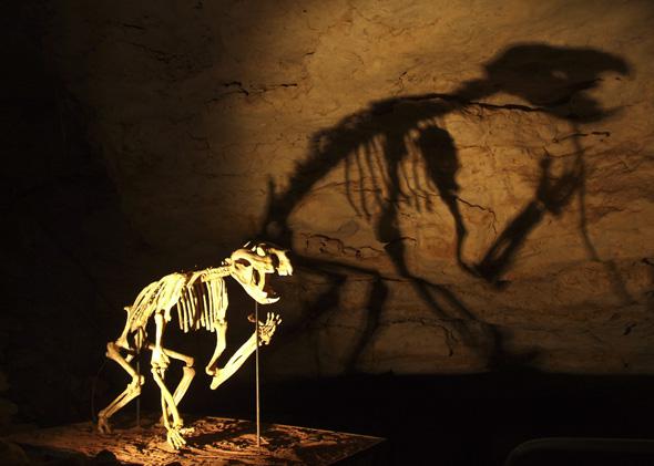 Reconstructed Thylacoleo Skeleton in the Victoria Fossil Cave of the Naracoorte Caves