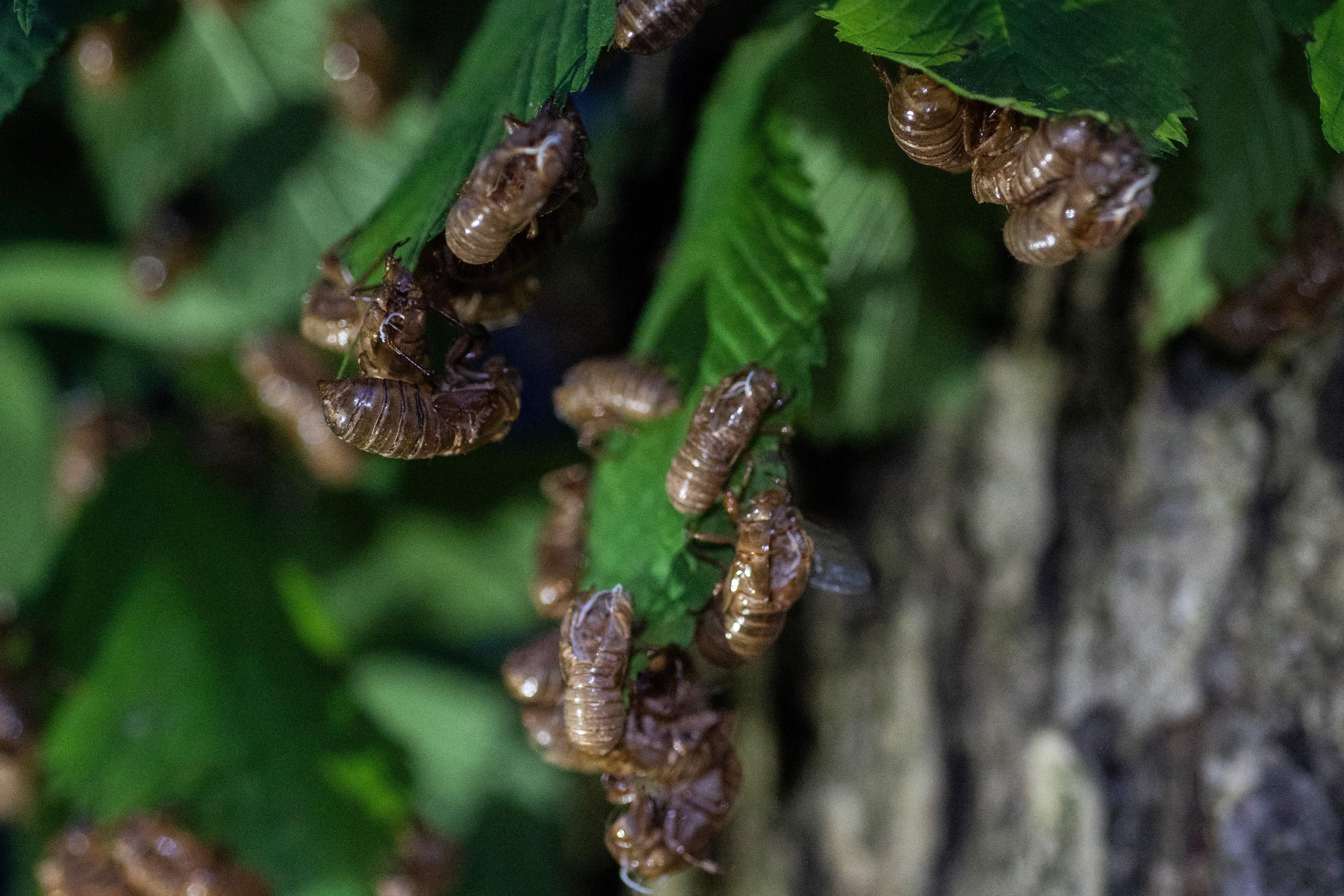 The shells of cicada nymphs are seen on leaves at night
