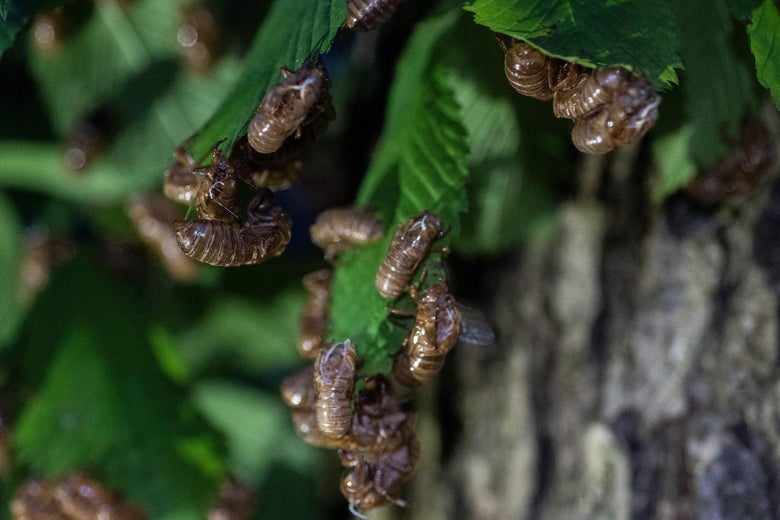 The shells of cicada nymphs are seen on leaves at night