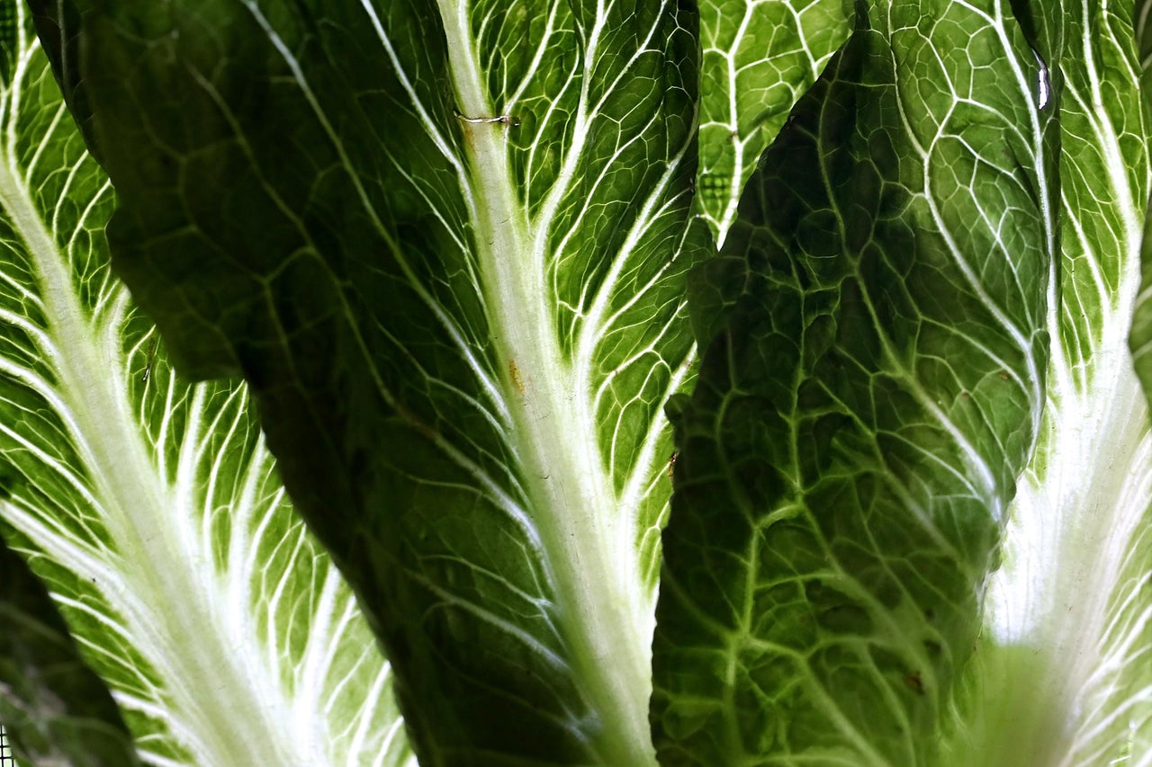 Romaine lettuce recall: CDC warns everyone in the country to throw away
