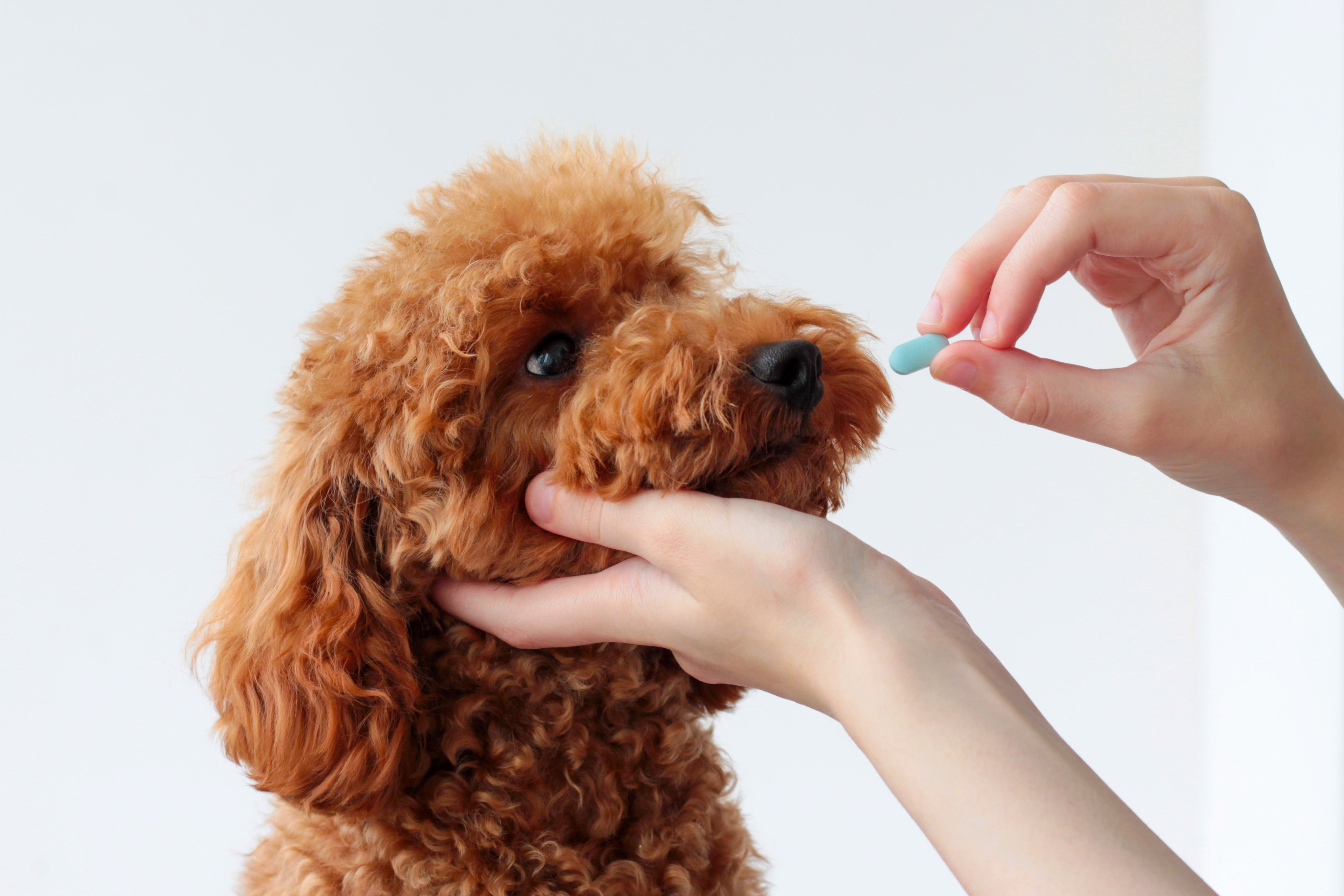 A human hand with a pill in front of a dog's mouth