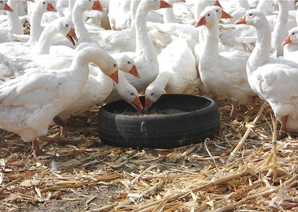 Ducks feed at the farm in Poland where Patagonia sourced its down for its fall 2014 products