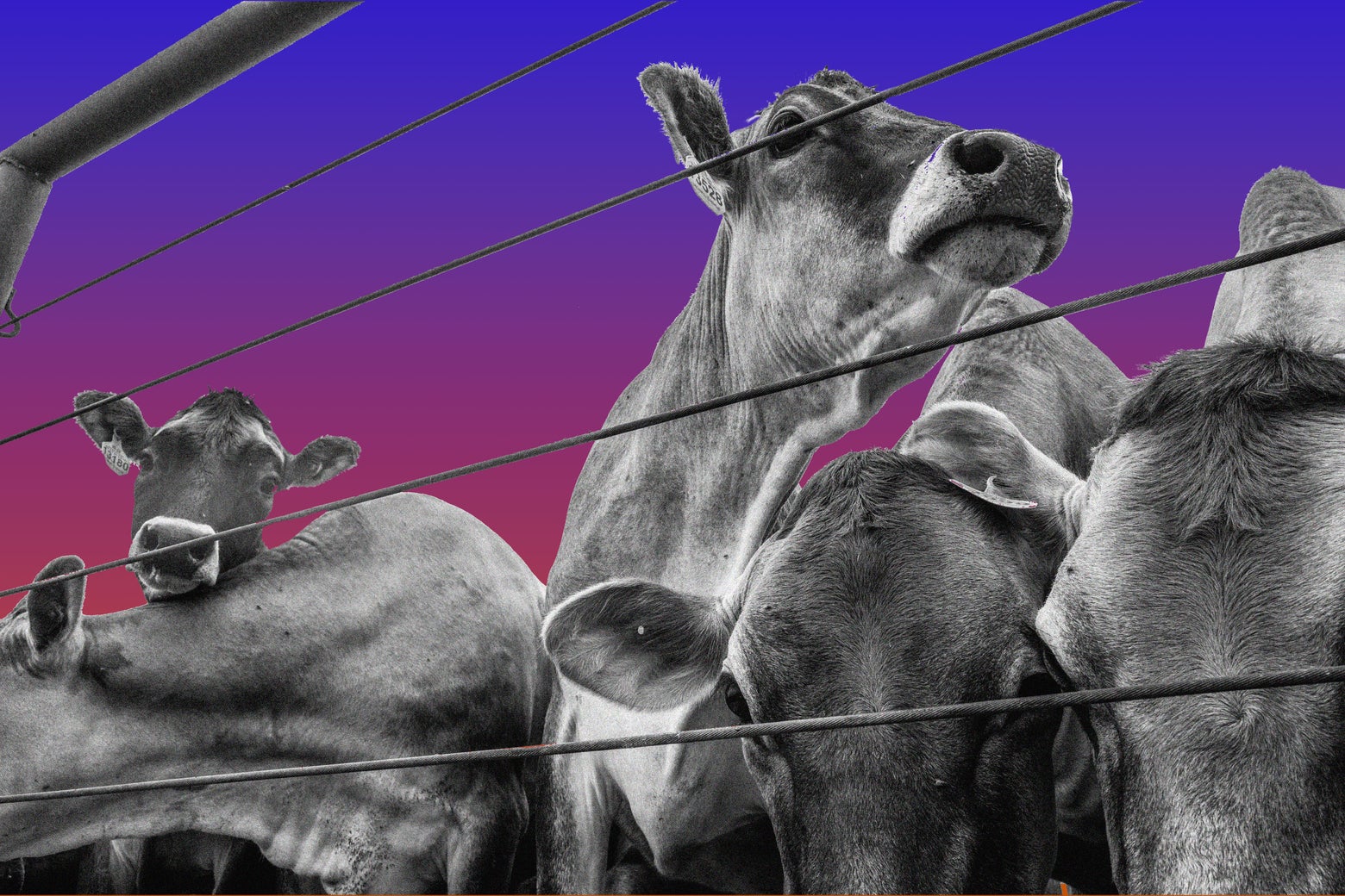 What’s the Beef with Screwworm? What’s the Beef with Screwworm?