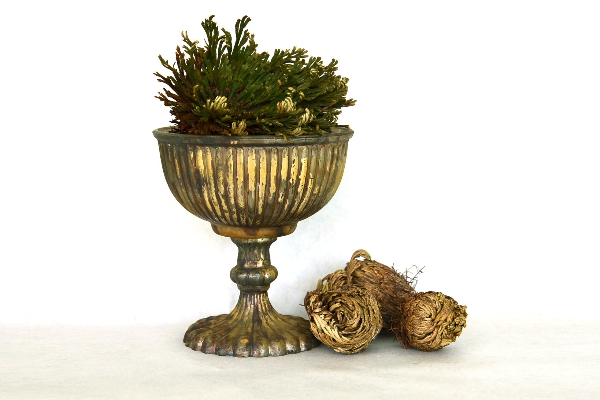 Flowers & Weeds Rose of Jericho