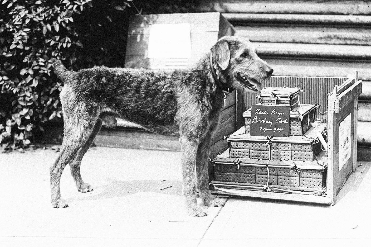 An Airedale terrier standing in front of a cake made of dog biscuits, with a sign noting he is 3 years old.