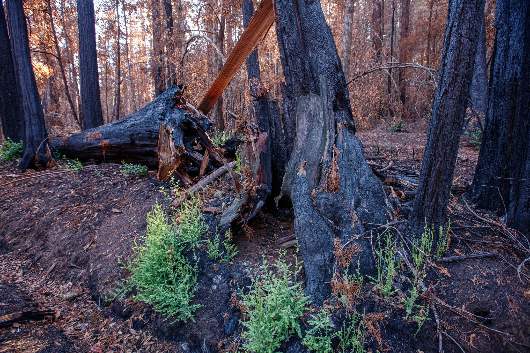 New trees grow from the burned out trunk of a redwood on the forest floor