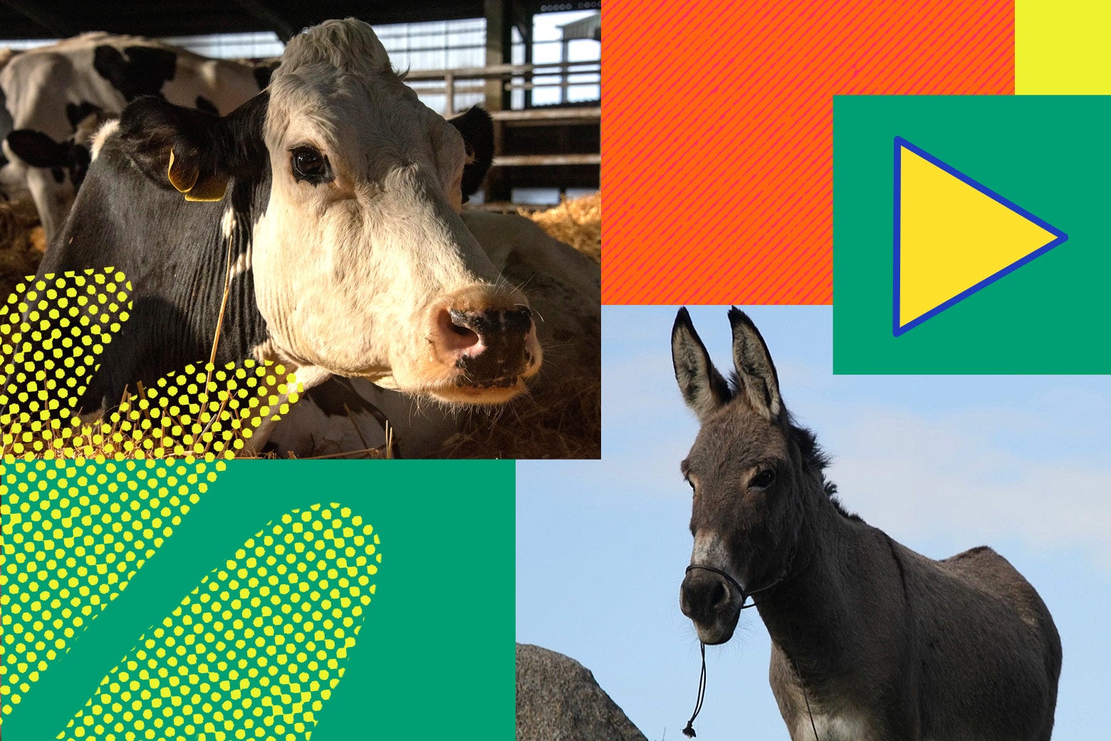 Best Animals In Movies 2022 EO And Cow best-animals-in-movies-2022-eo-and-cow