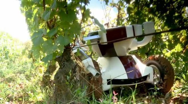 The Wall-Ye robot at work in a vineyard