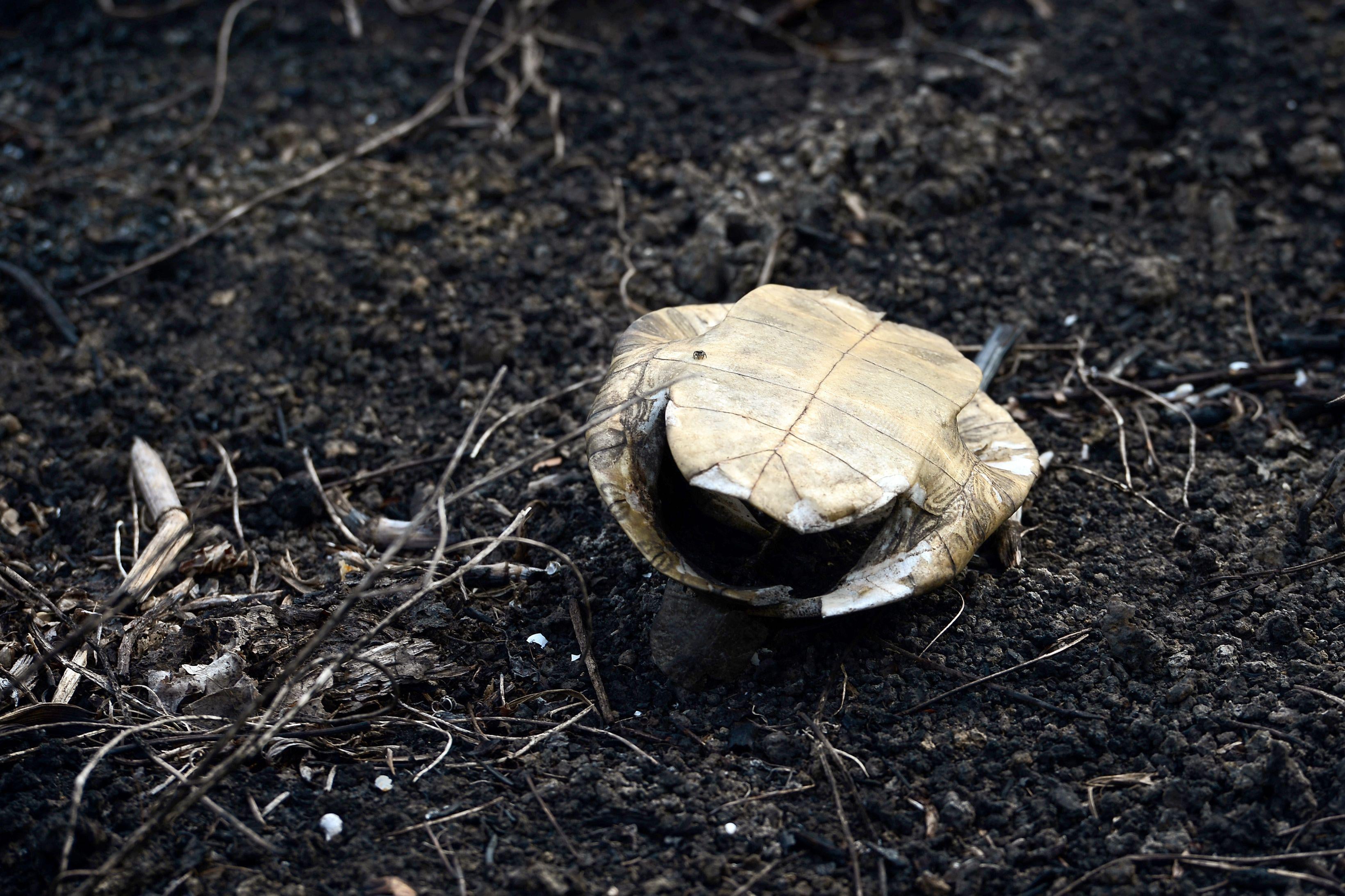 The overturned shell of a turtle. 