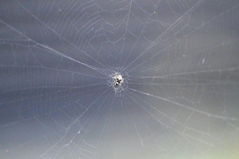 A spider waits in the middle of its web.