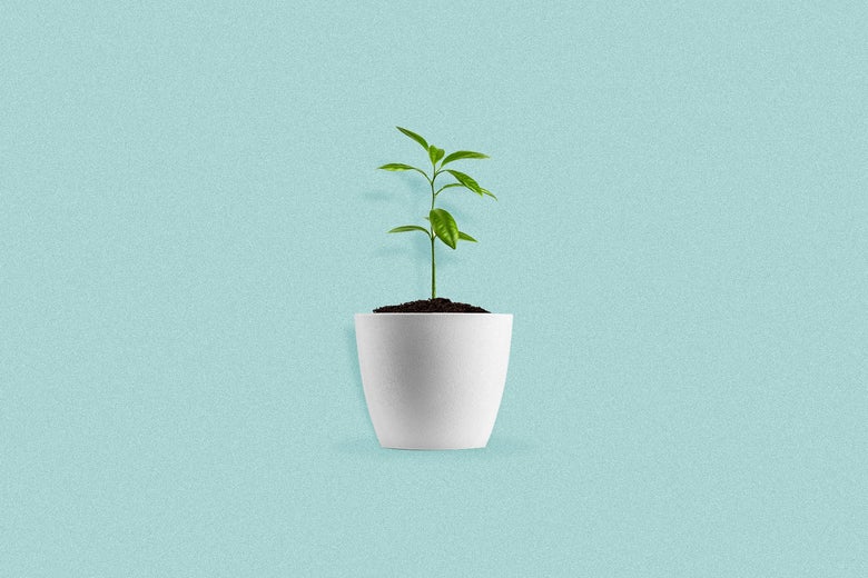 A plant budding in a pot