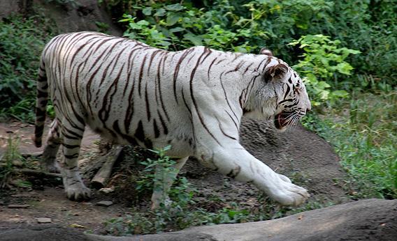 Captive White Tigers