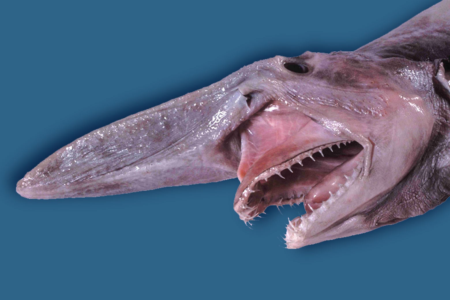 A skinny shark with a long flat snout and horrifying fleshy gum.