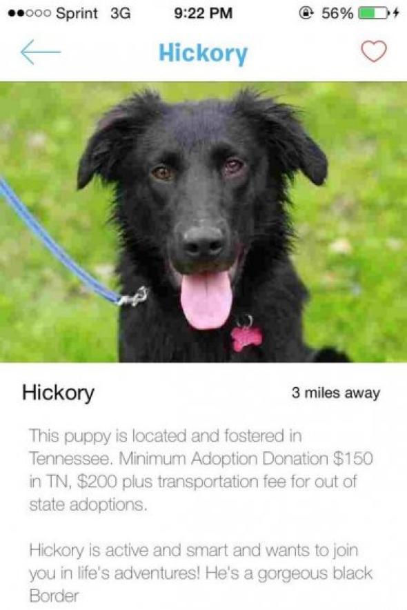 Tinder partners with Social Tees to find New York City abandoned dogs homes. Tinder partners with Social Tees to find New York City abandoned dogs homes.