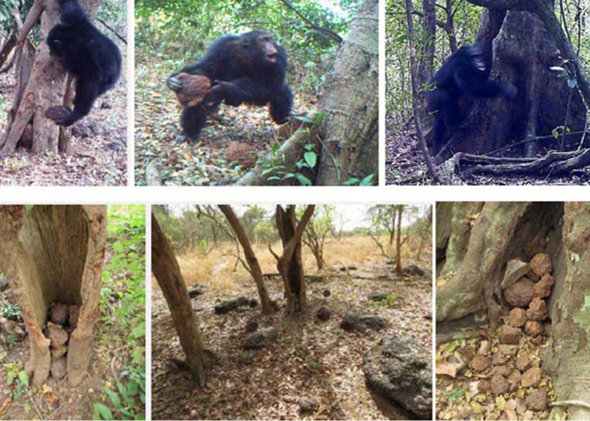 chimp 2.
