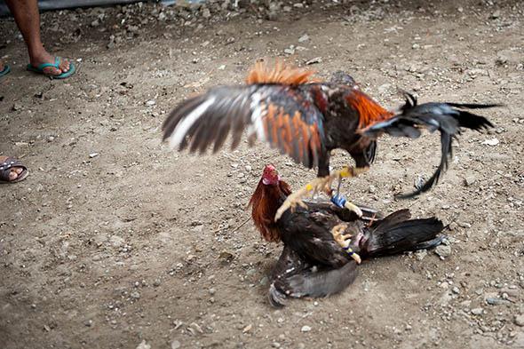 Cockfighting and chicken history: The World Slasher Cup in the Philippines.