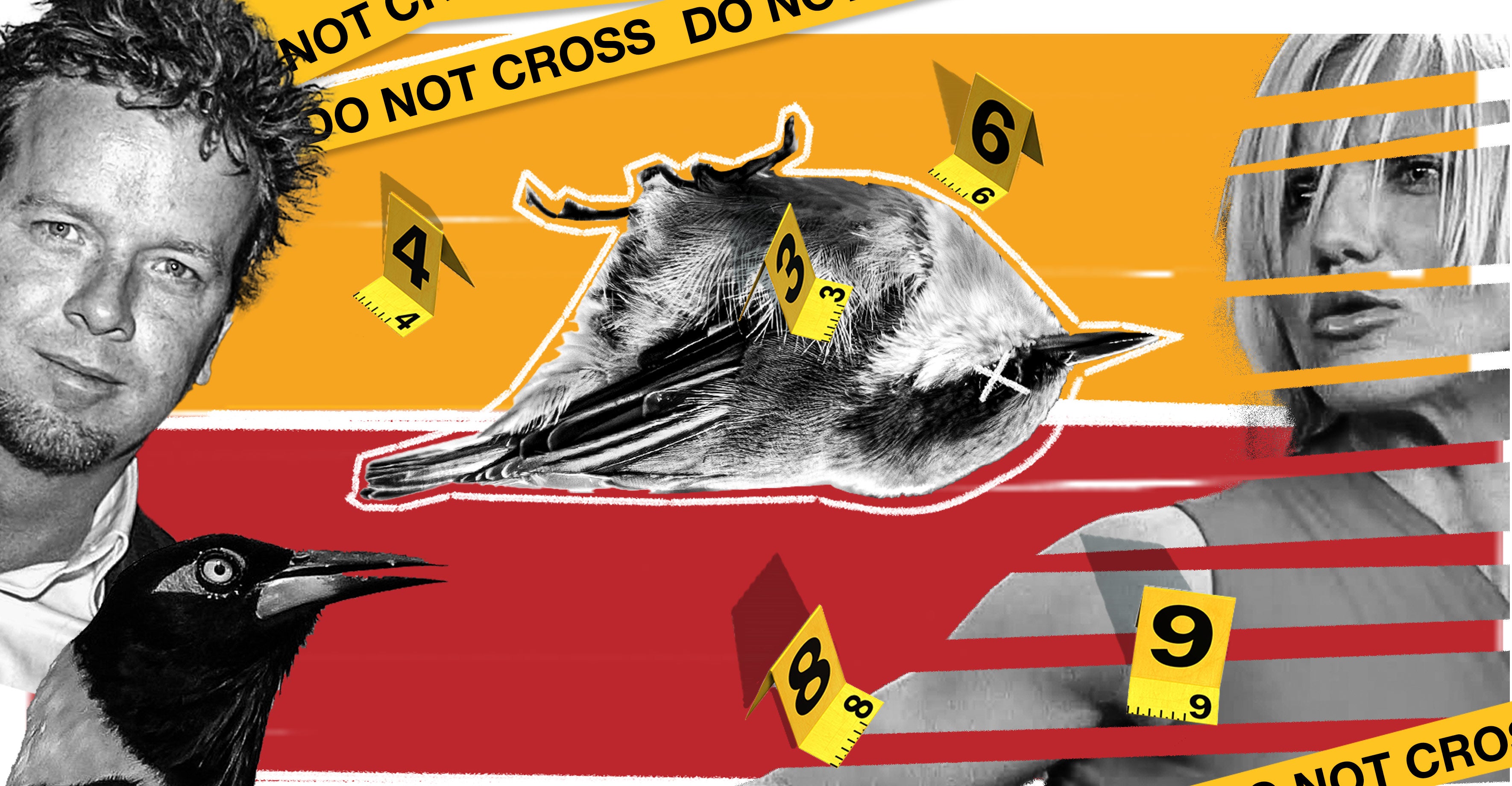 The director McG, crime-scene caution tape, Charlie's Angels-era Cameron Diaz, and a pygmy nuthatch, all with crime-scene numbers near them, suggesting a serious investigation.