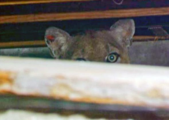 Mountain lion P-22 in Griffith Park: The media hassled cougar in crawl space .