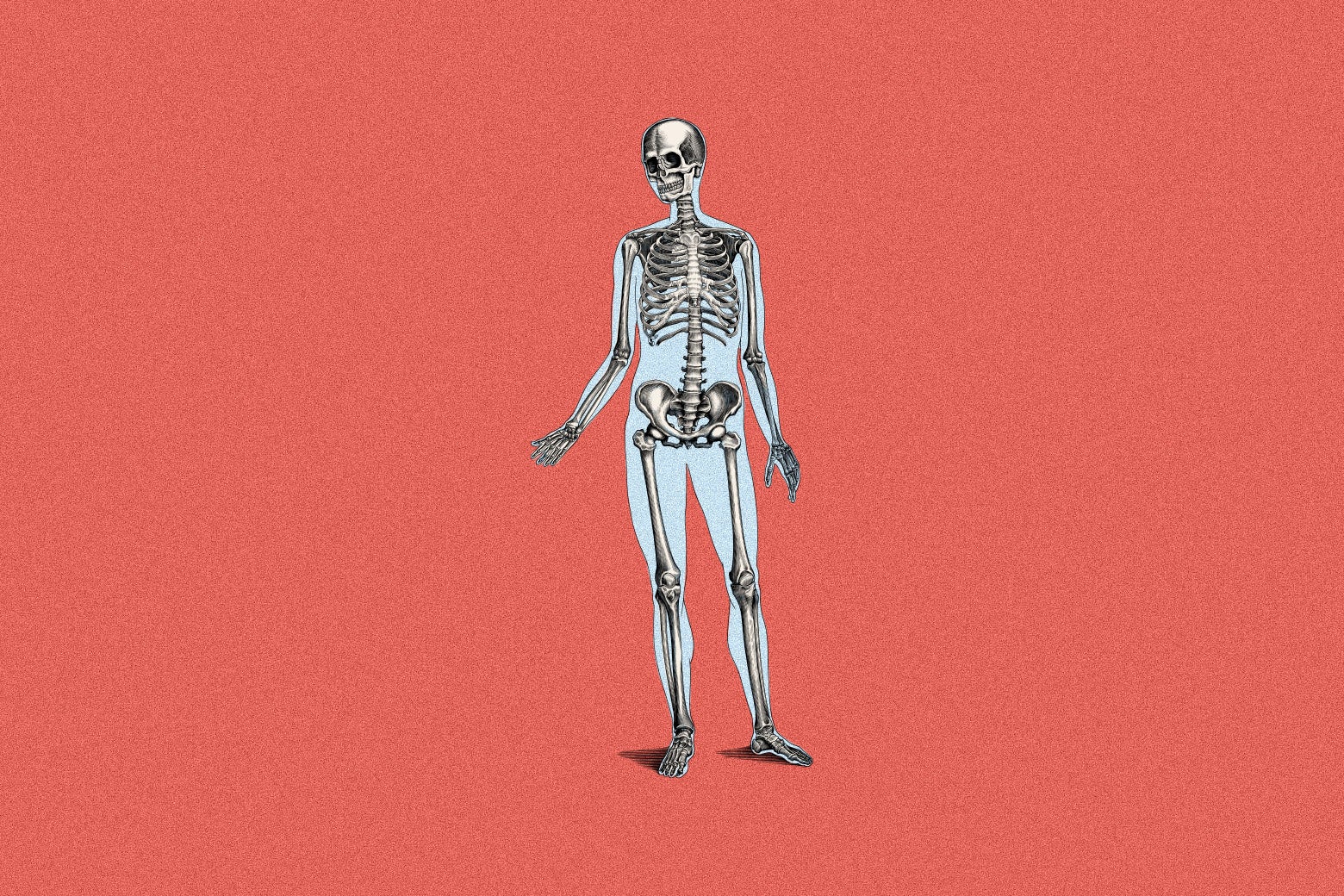 An illustration of a skeleton.