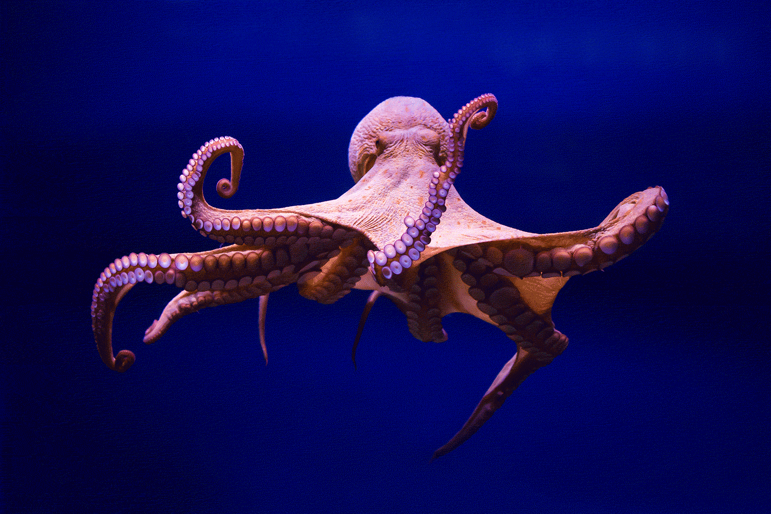 An octopus changing colors in water