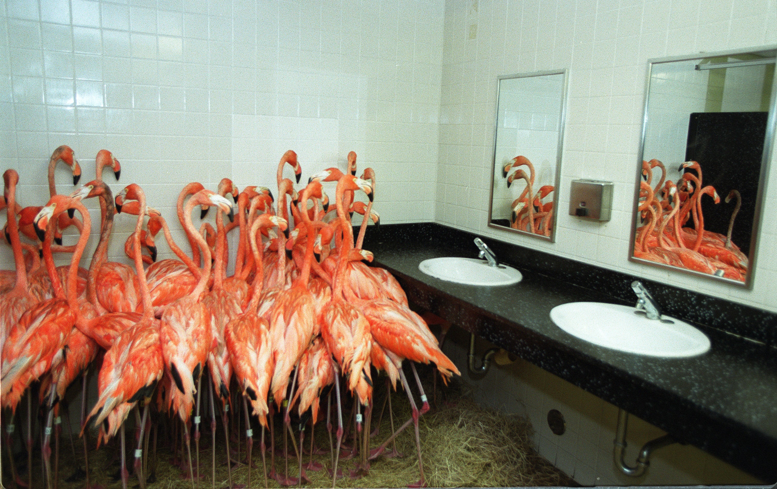 Flamingos in a public bathroom.
