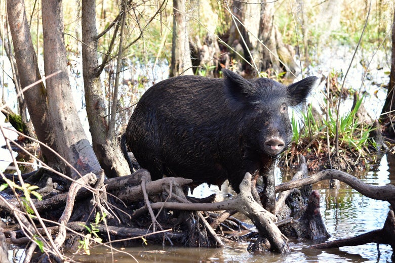 A feral hog in a swamp.