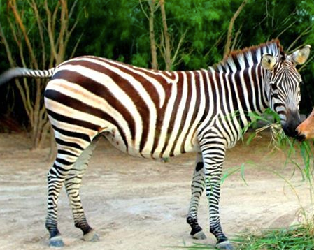 Zonkey: donkey zebra offspring.