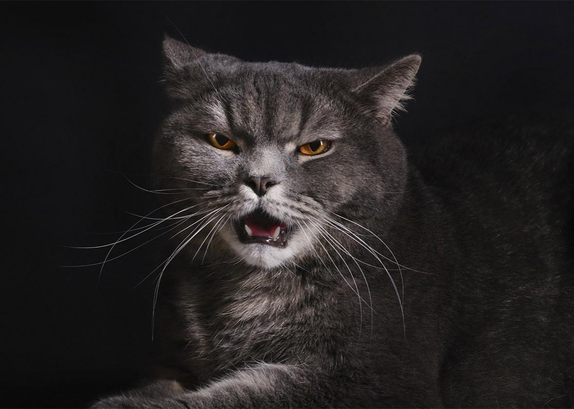 This cat's permanent angry face is hilarious