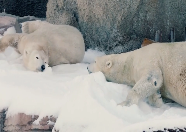 Watch the San Diego Zoo’s adorable polar bears gleefully play in the ...