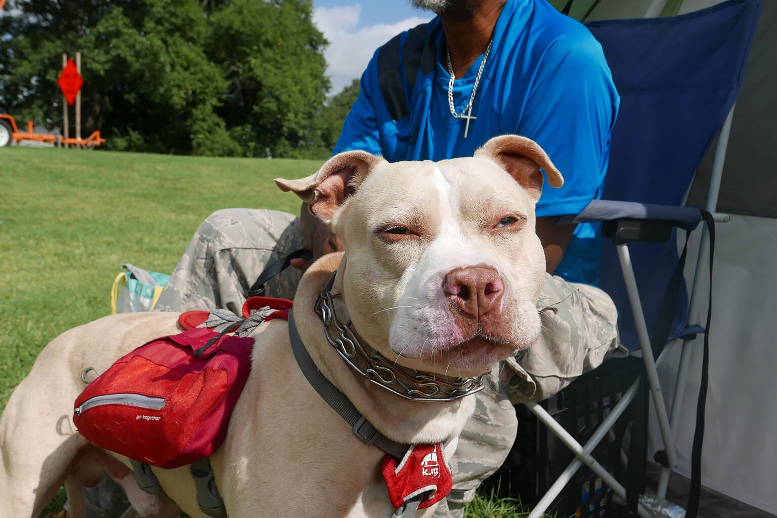 Jasny pitbull zamyka oczy w słońcu, stojąc obok mężczyzny na krześle turystycznym.