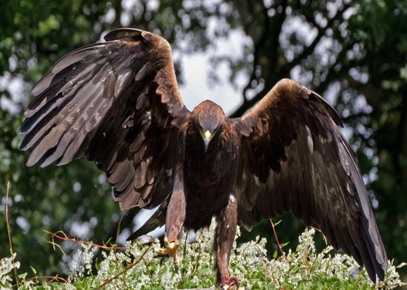 Mongolian Eagle Girl 13 Year Old Ashol Pans Hunting