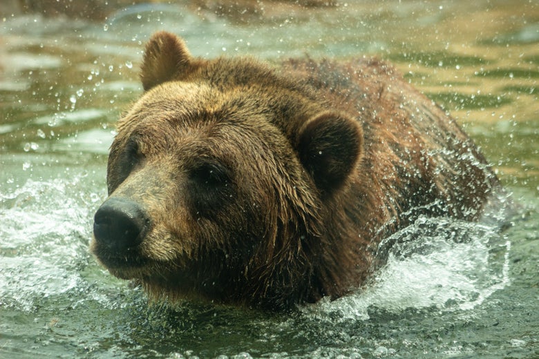 The Biden Administration Should Restore the Endangered Species Act to Full Strength The Biden Administration Should Restore the Endangered Species Act to Full Strength