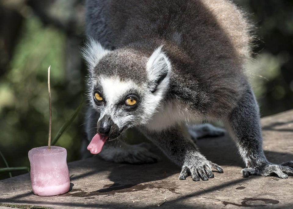 great-photos-of-animals-from-the-summer-of-2015
