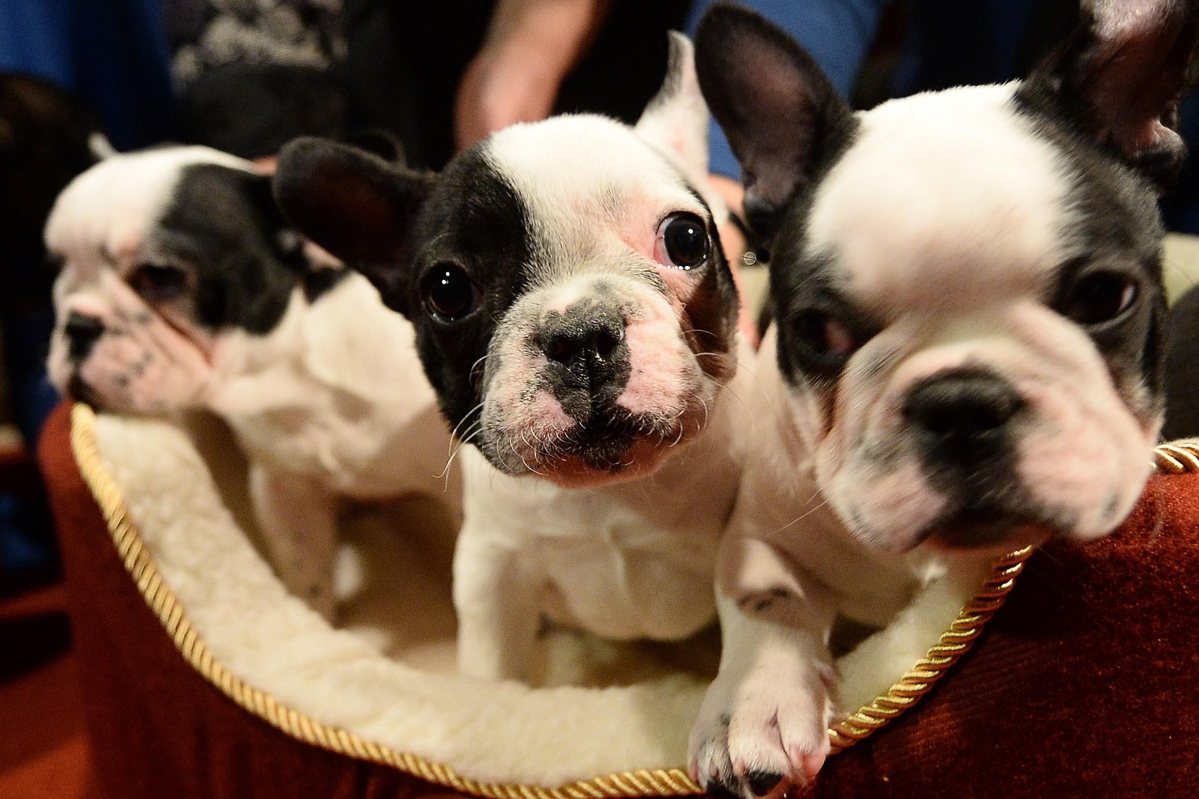 Three black-and-white French bulldog puppies in a dog bed.